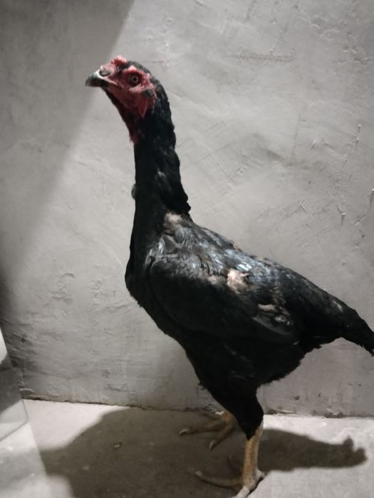 Dakan tovuq sotiladi zoti Karisga Ganoydan chiqqan