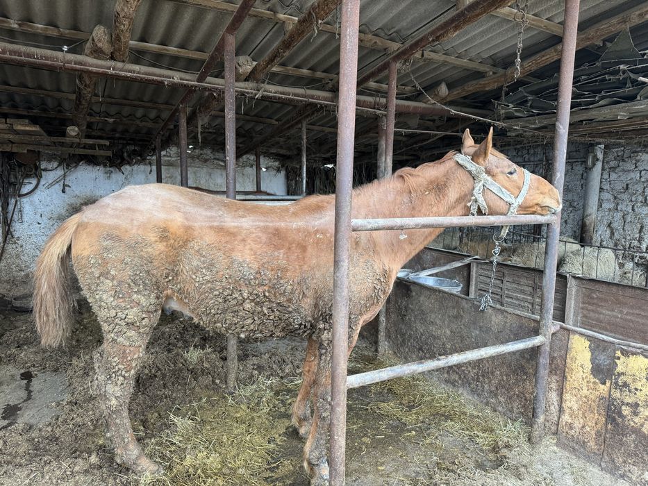 Продам лошадь. Жылқы сатамын құнан.