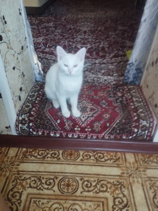 Отдаётся бесплатно