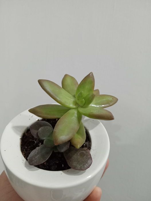 Уютные и Красивые Цветы в Ваш Дом