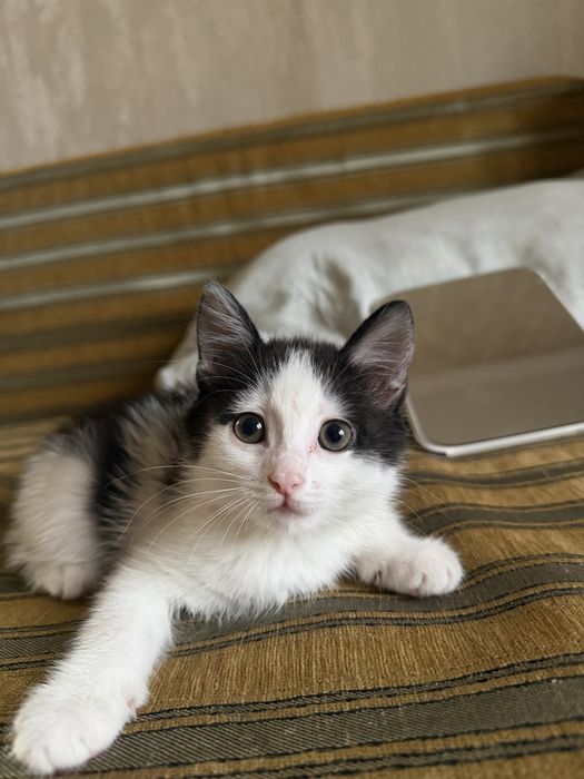Отдаю котенка бесплатно