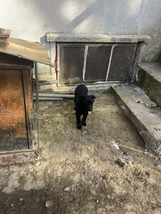 Подарявам кученца