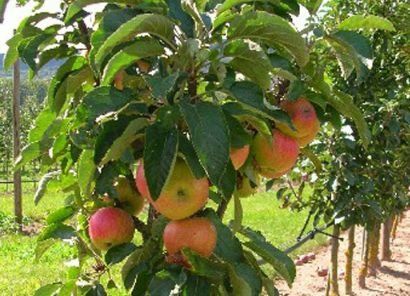 Pomi fructiferi columnari!!!