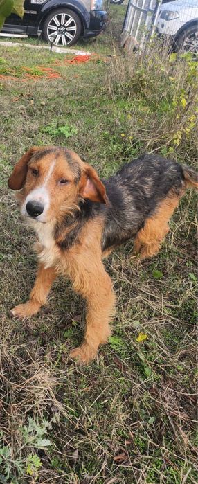 Български Барак ПОДАРЯВА СЕ!