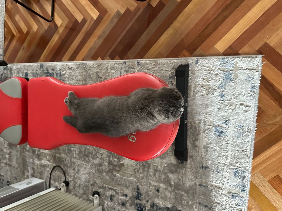 Scotish fold juyam aqilli mushuk скоттиш фолд