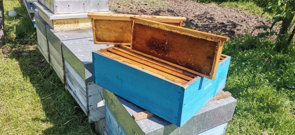 Продавам нуклеуси ДБ/5 пити/,  платформи за подвижно.пчеларство