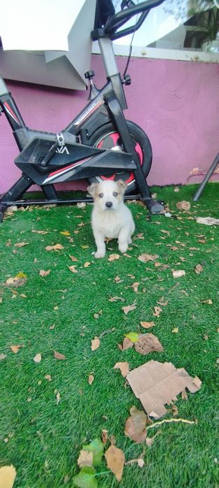 Отдам в добрые руки щенков!