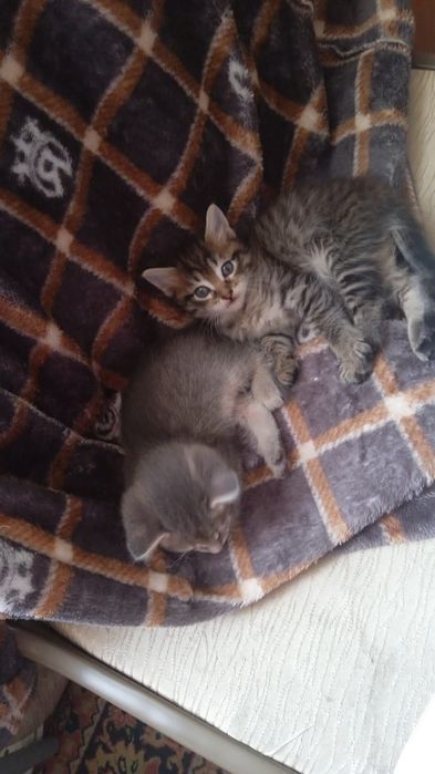 Отдам котят. Девочка и мальчик