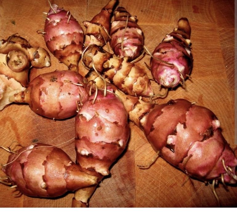 Топинамбур красный свежий