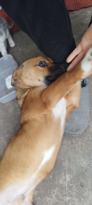Pui de câine spre adoptie
