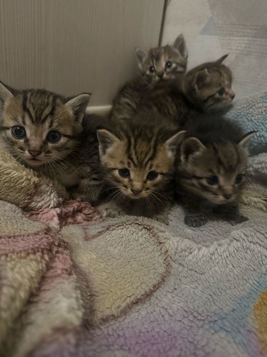 Котята Бегальские