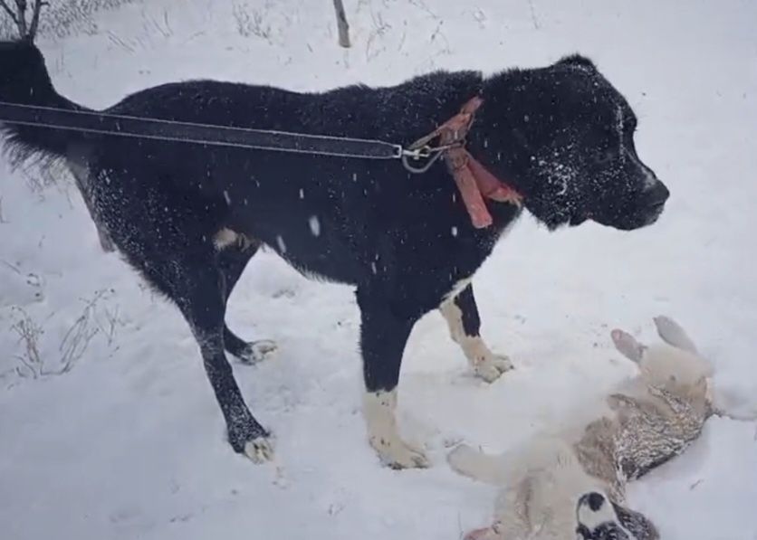 Собака, Тобет,  Алабай,  САО.