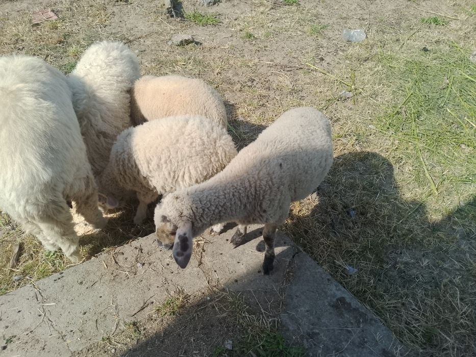 De vânzare miei fătate în luna februarie