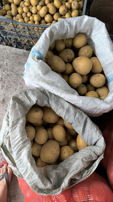 Картофель дачный