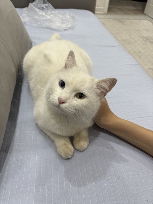 Продаётся белый кот с разными глазами