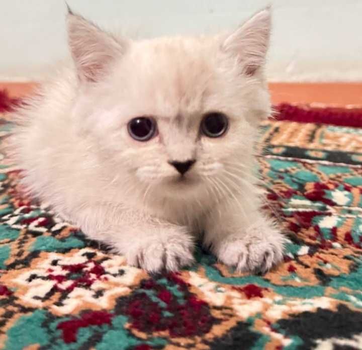 Шотландский страйт окраска серебристый шиншилла