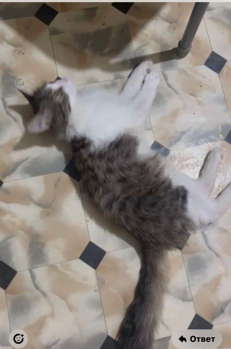 Малыш Паштет  котик  обнимашкин малышка ищет дом