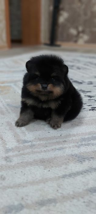 Шпицы черно-подпалого окраса