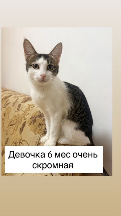 СРОЧНО отдам домашних котят в добрые руки