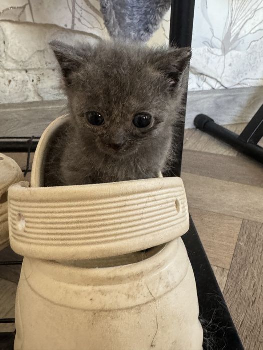 Отдам в добрые руки девочку 1 месяц