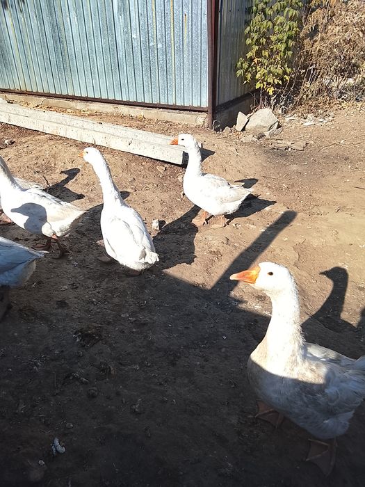 Продам гуси Линда