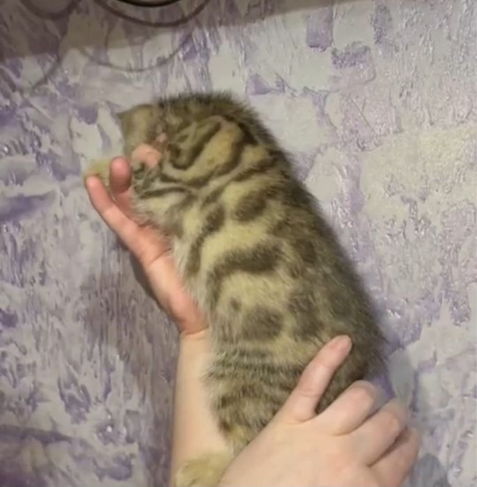 Бенгальские котята