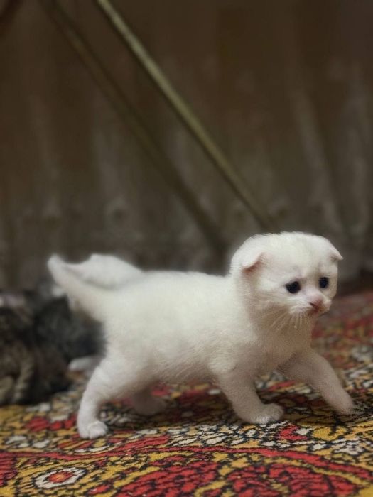Mushuklar (Scottish Fold)
