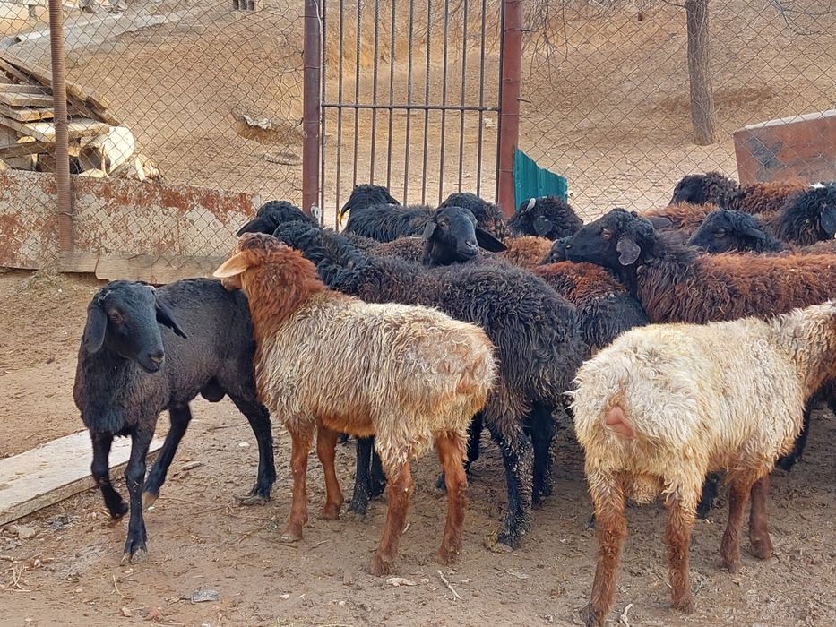 Продаются откормленные бараны