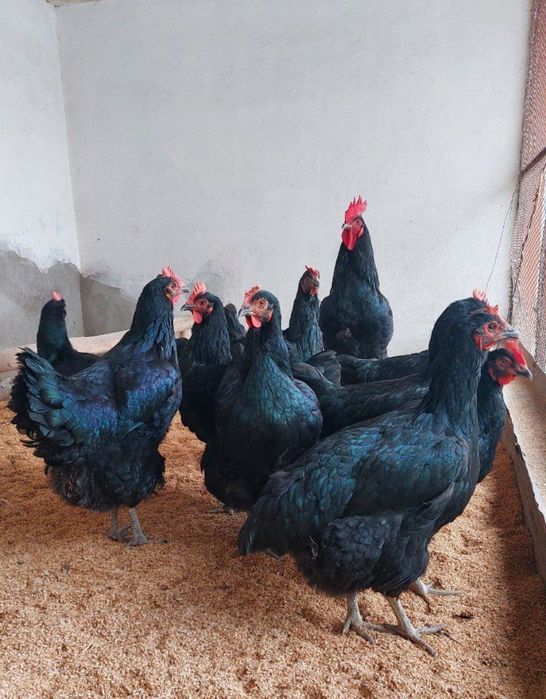 Qora shaxzoda nomli Jojalar Кора шахзода номли жужалар