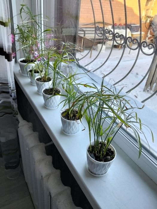 Цветок комнатный водохлеб