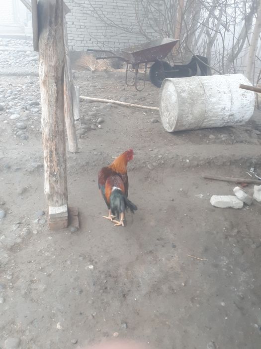 Дакан хуроз сотилади