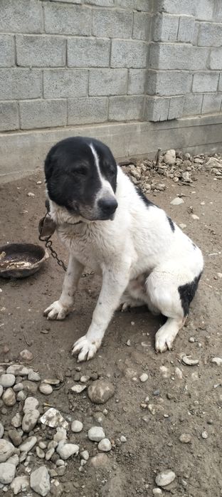 Ит. Собака. Алабай.