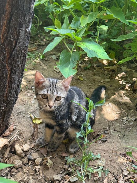 Сиамские Котята