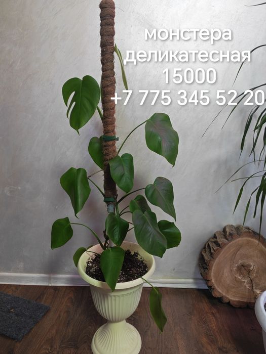 Продаются комнатные растения