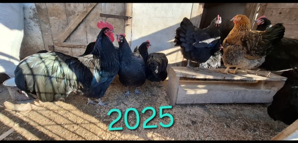 Oua  găini Australorp