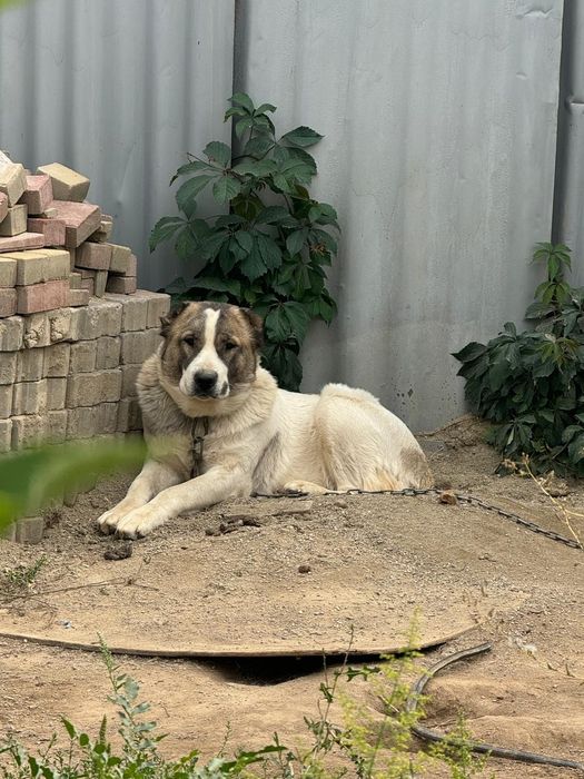 Алабай сучка доч каплана