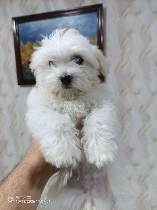 Продам девочку мальтипу минии