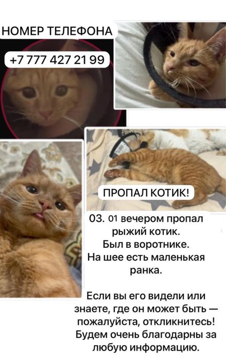 ПРОПАЛ КОТИК ИЩЕМ дата пропажи:03.01.26