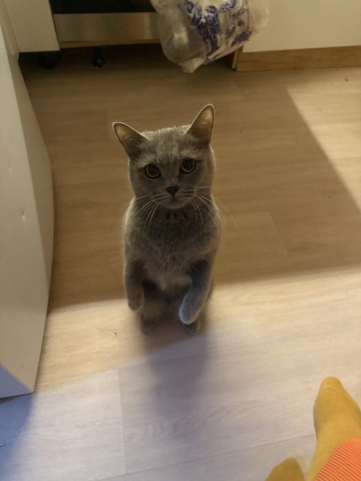 Отдам кошечку Бусинку в добрые руки