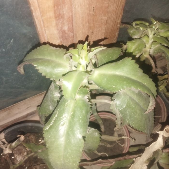 Каланхоэ личебный гуллари сотилади жуда фойдалик гул АСМА касалигида