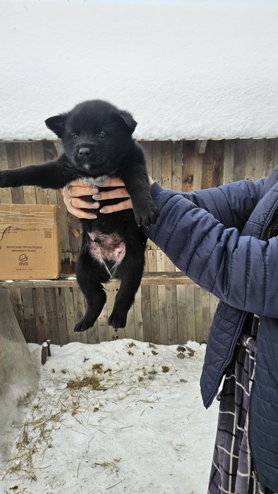 Отдам щенка 2 месяца