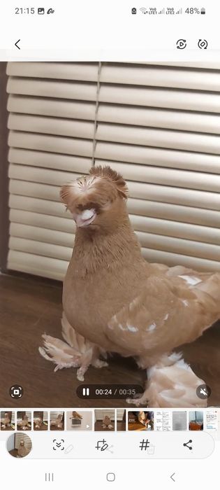 Голуби двухчубый