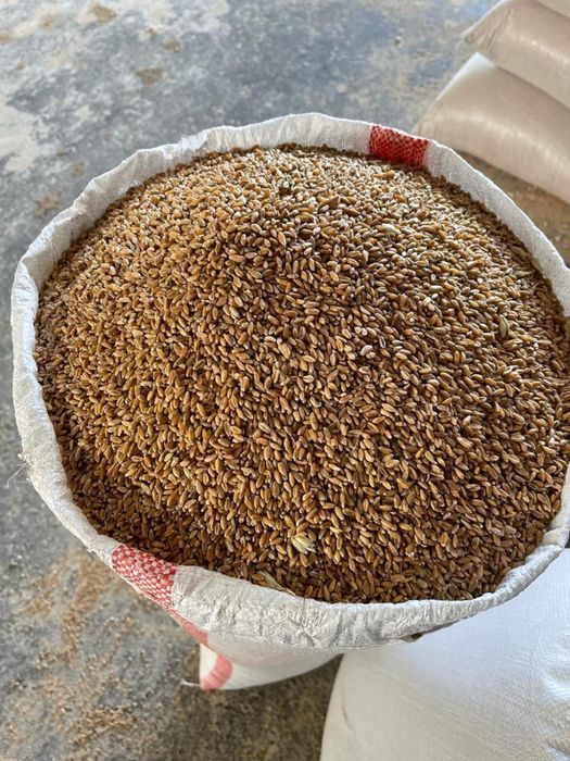 Продам пшеницу в мешках