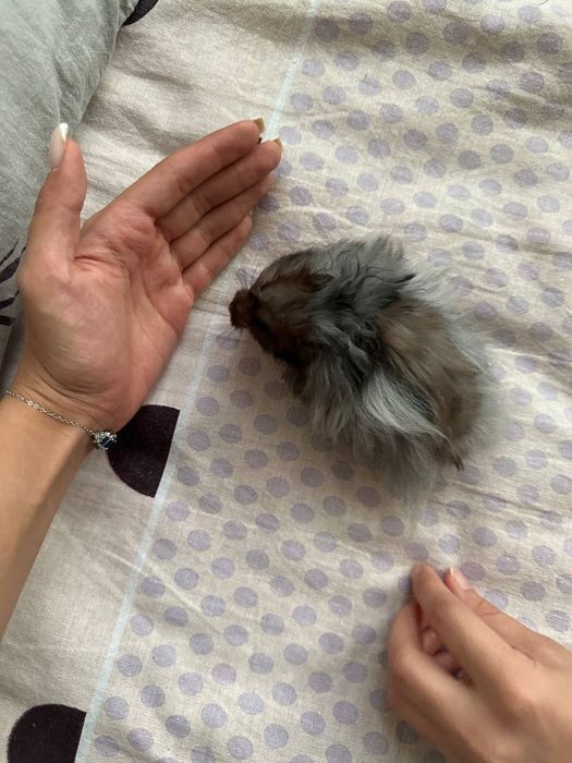 Продам сирийских хомячков в хорошие руки