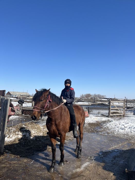 Міңгі  үйір ұстаған айғыр сатылады….