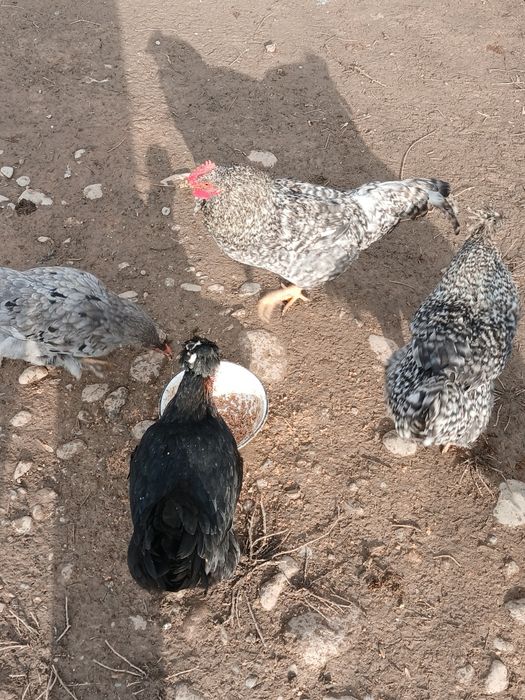 Қораздар сатылады