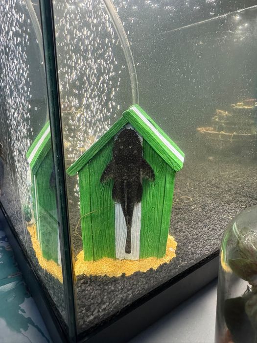 Se vinde acvariu 60L cu toate accesorile si Plecostomus ( pestele sanitar)