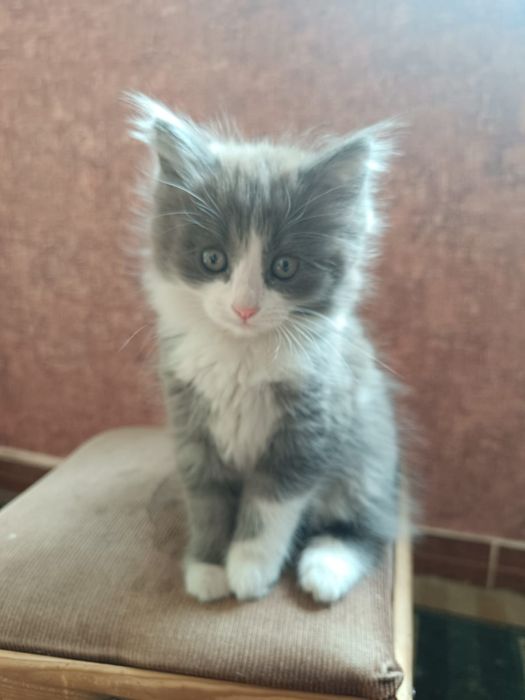 Котенок в добрые руки