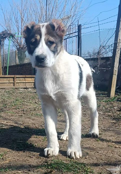 Алабайчета на 3 месеца и половина