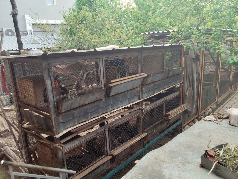 Срочно продам кроликов вместе с клеткой